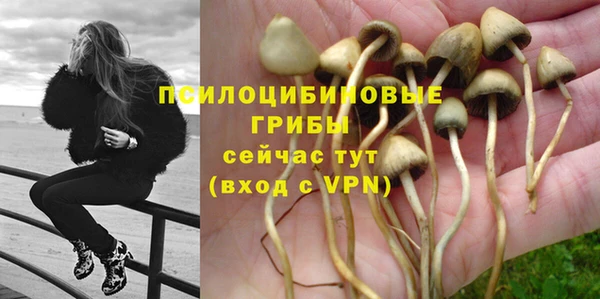 шишки Абаза