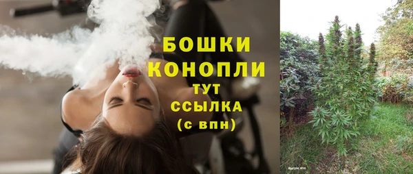сатива Коряжма